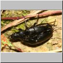 Pterostichus melanarius - Laufkaefer 01a 10-14mm Paarung - OS-Hasbergen Lehmwiese.jpg